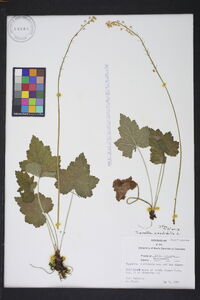 Tiarella cordifolia image