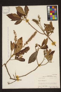 Clethra alnifolia image