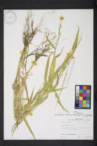 Urochloa texana image