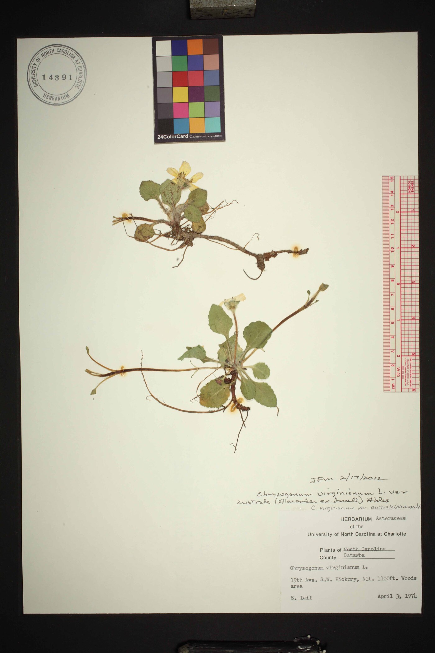 Chrysogonum repens image