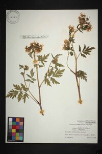 Phacelia bipinnatifida image