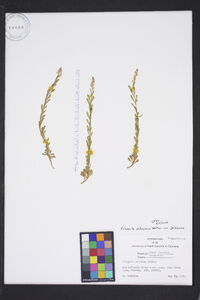 Polygala polygama image