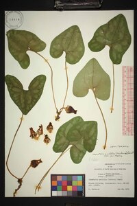 Hexastylis arifolia image