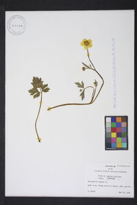 Ranunculus repens image