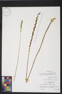 Spiranthes lacera image