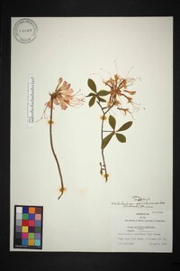 Rhododendron periclymenoides image