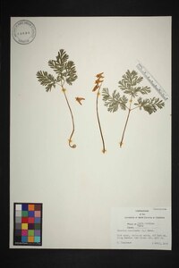 Dicentra cucullaria image