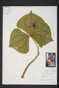 Trillium erectum image