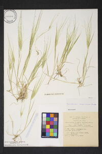 Hordeum marinum image