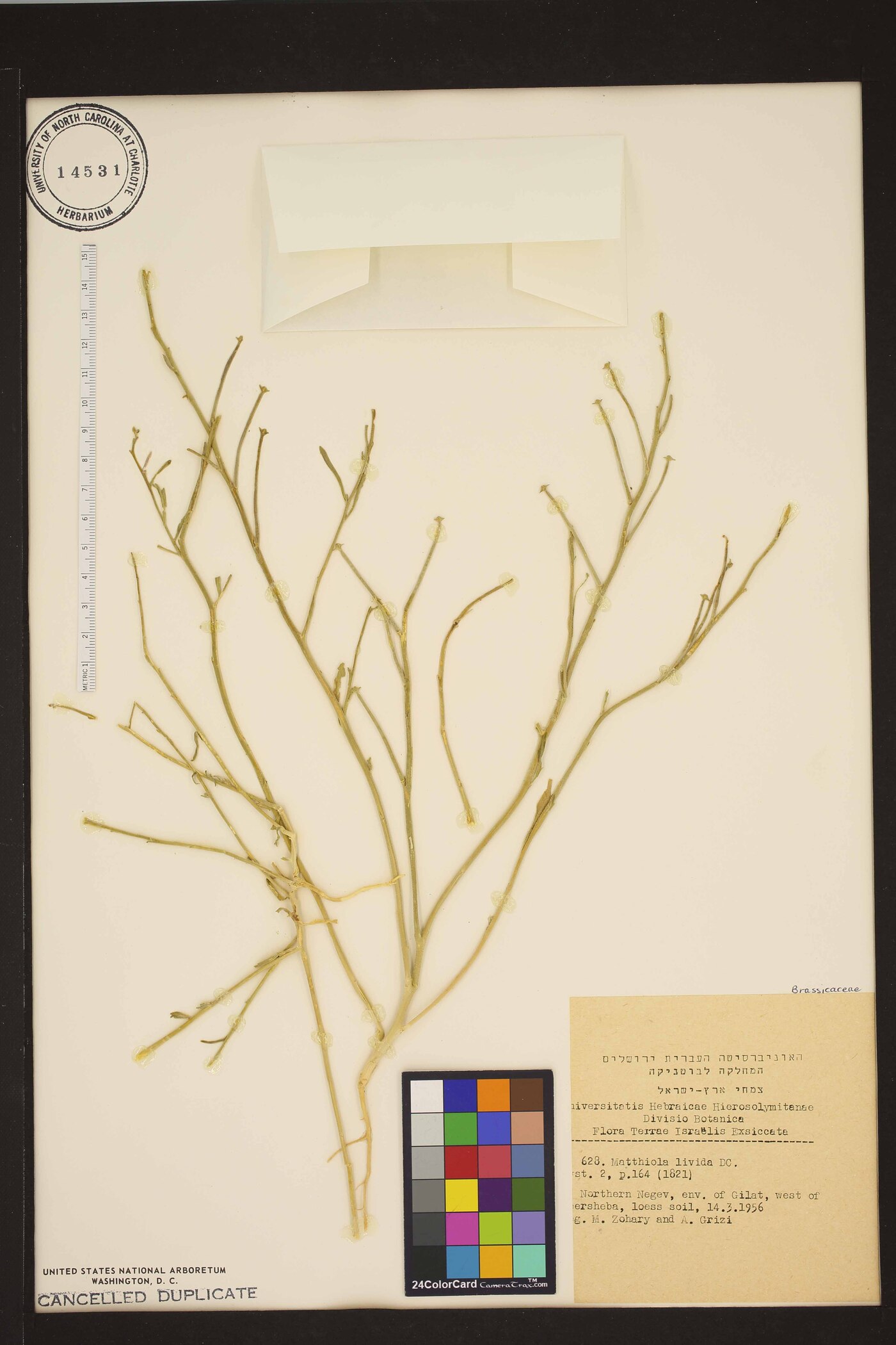 Matthiola longipetala subsp. livida image