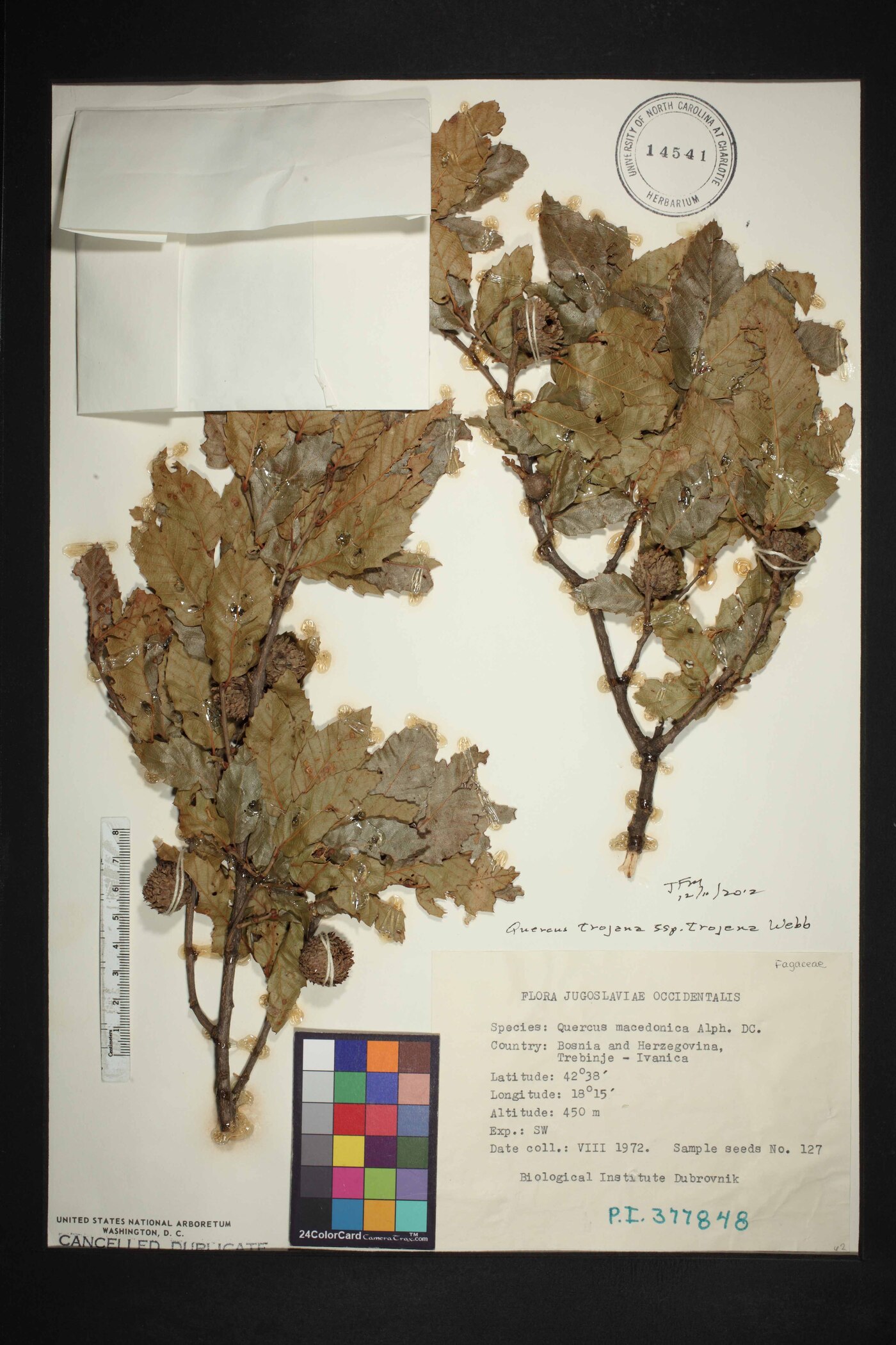 Quercus trojana image