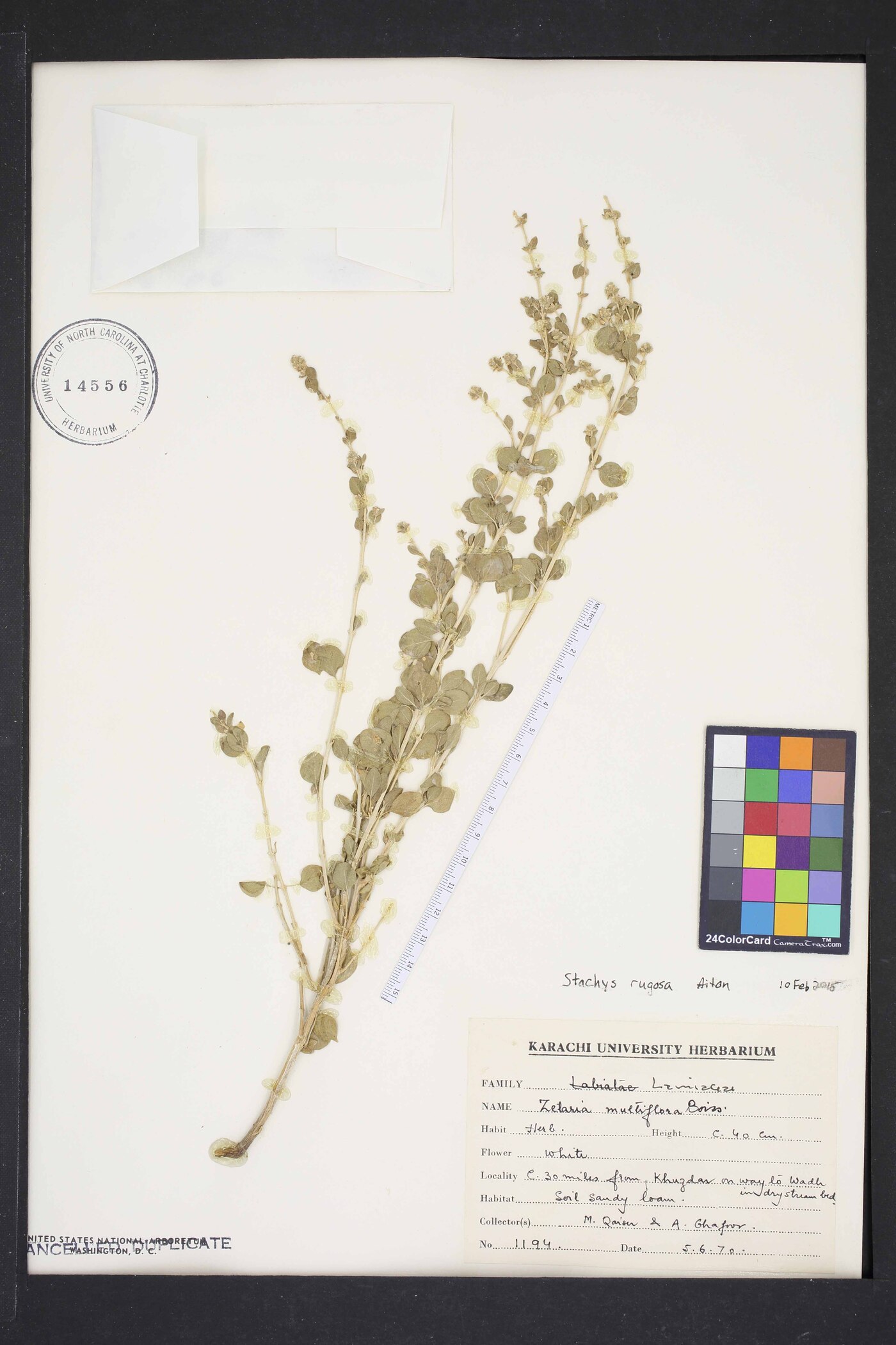Stachys rugosa image