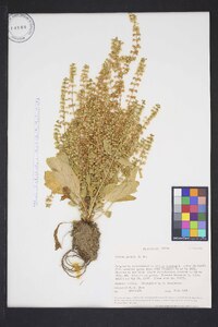 Salvia plebeia image