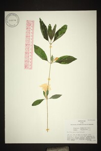 Ruellia purshiana image