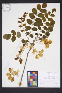 Robinia hispida var. kelseyi image