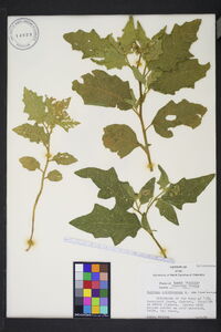 Solanum carolinense var. carolinense image