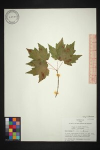 Acer rubrum var. rubrum image