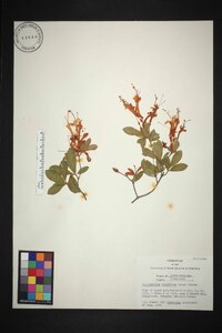 Rhododendron atlanticum image