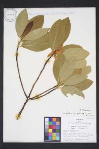 Magnolia virginiana image