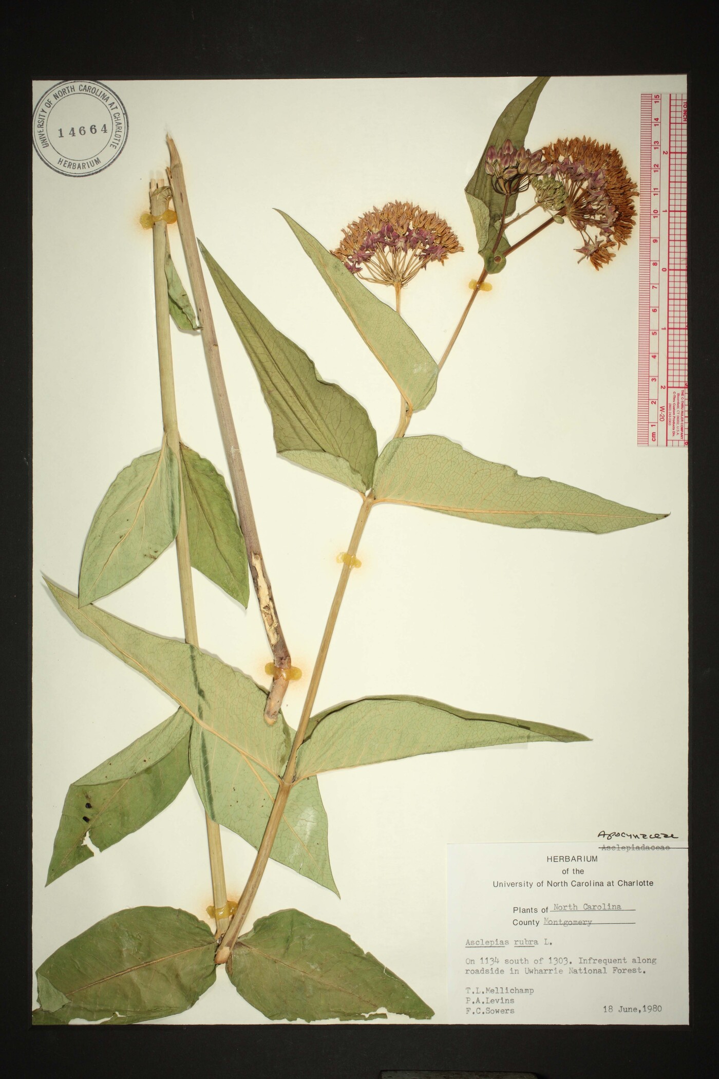Asclepias rubra image