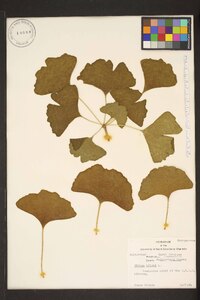 Ginkgo biloba image