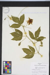 Passiflora incarnata image