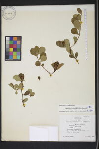 Crataegus uniflora image