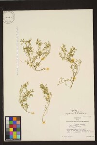 Lepidium didymum image