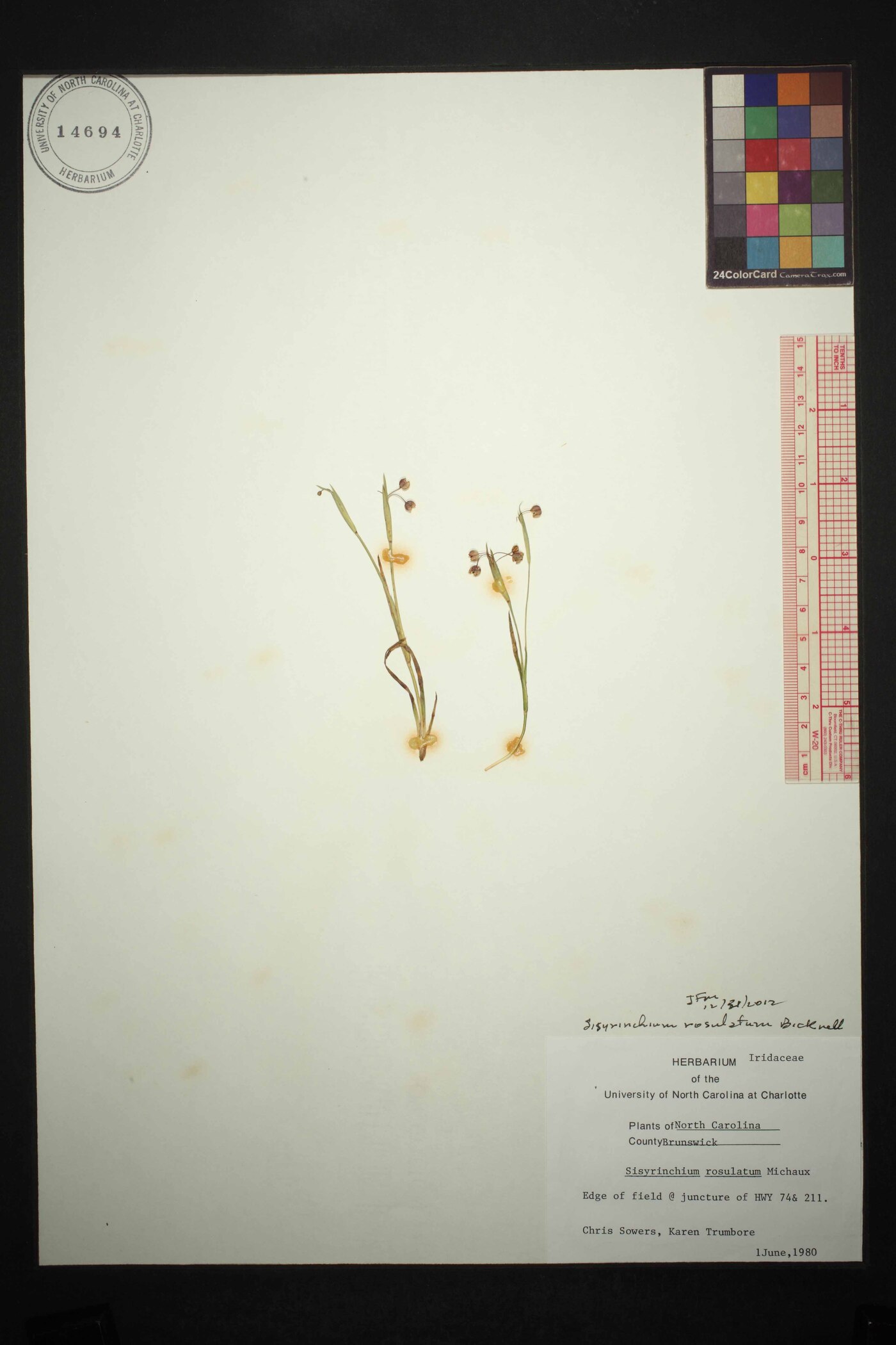 Sisyrinchium micranthum image