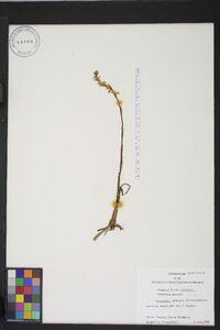 Spiranthes praecox image