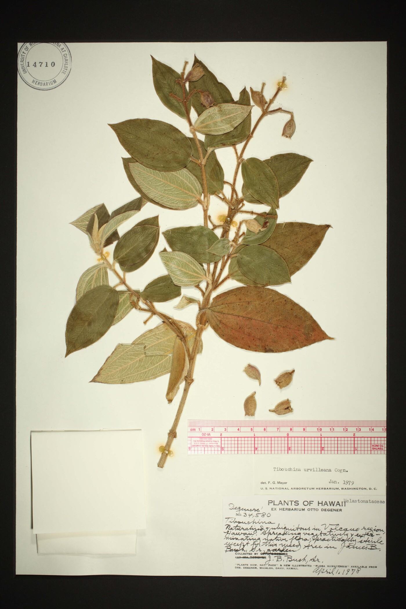 Pleroma urvilleanum image