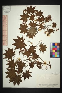 Acer sieboldianum image