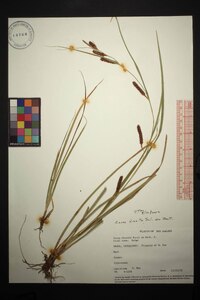 Image of Carex dissita