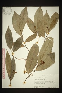 Anaxagorea luzonensis image