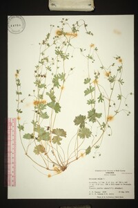 Geranium molle image