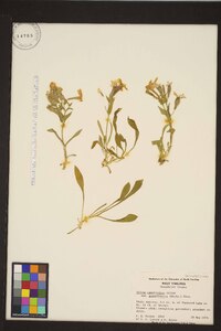 Silene caroliniana image