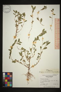 Polygonum aviculare subsp. aviculare image