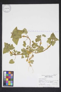 Lamium purpureum image