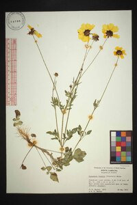 Coreopsis basalis image