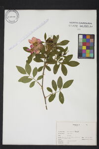 Rosa palustris image