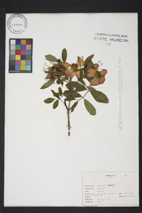 Rosa palustris image