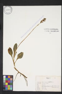 Goodyera pubescens image