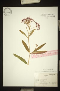 Asclepias incarnata var. incarnata image