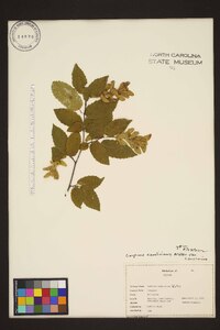 Carpinus caroliniana var. caroliniana image