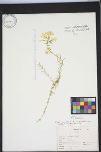 Phlox nivalis image