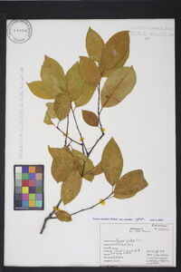 Prunus serotina var. serotina image