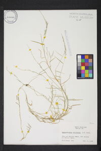 Muhlenbergia schreberi image