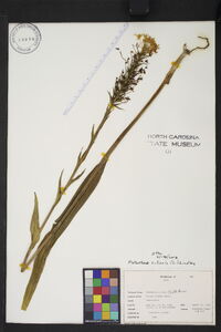 Platanthera ciliaris image