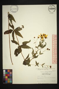 Coreopsis major image