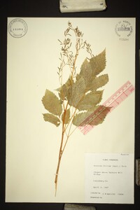 Aruncus dioicus image